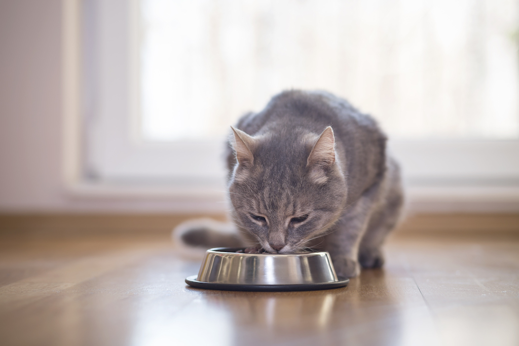 Jak odpowiednio karmić koty?