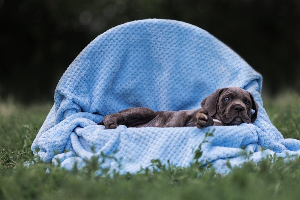 Jak dbać o zdarte poduszki u psa – poradnik pielęgnacyjny