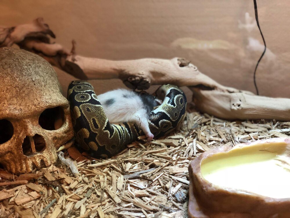 Terrarium dla węża zbożowego – jak zbudować idealne środowisko i jakie akcesoria wybrać