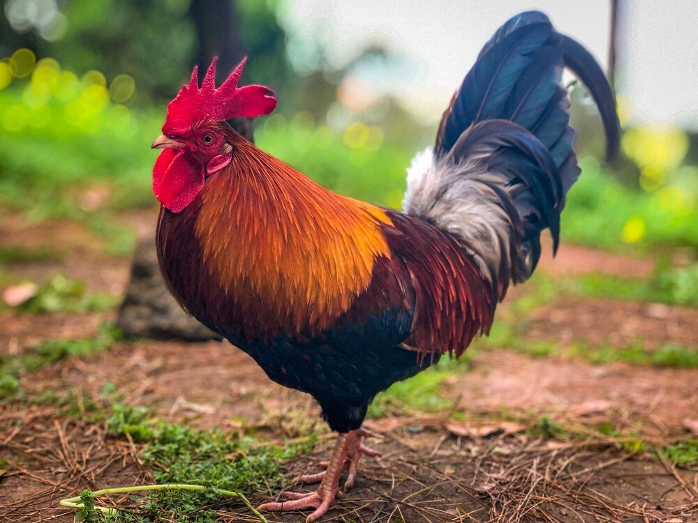 Jaka jest rola koguta w stadzie?