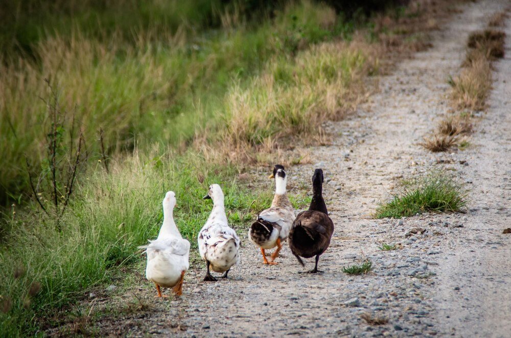 Kaczki biegusy indyjskie – najlepszy sposób na ślimaki?