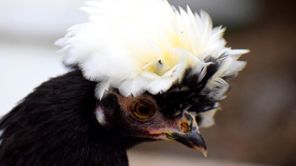 Kura czubatka – co to za rasa i jak zacząć jej hodowlę?